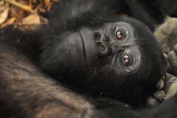Rwanda Gorilla Safari Tour