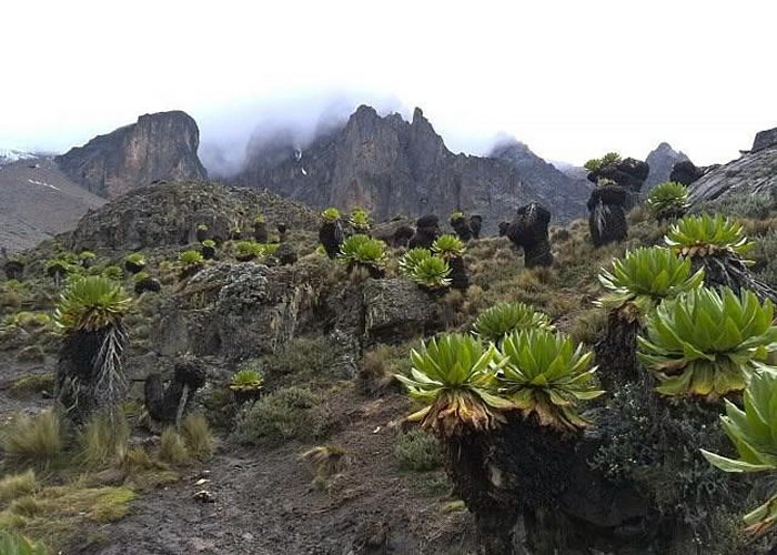 Mount Kenya and Tanzania Wildlife tour