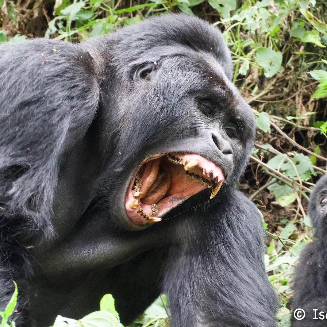 Gorillas trekking with Chimpanzees