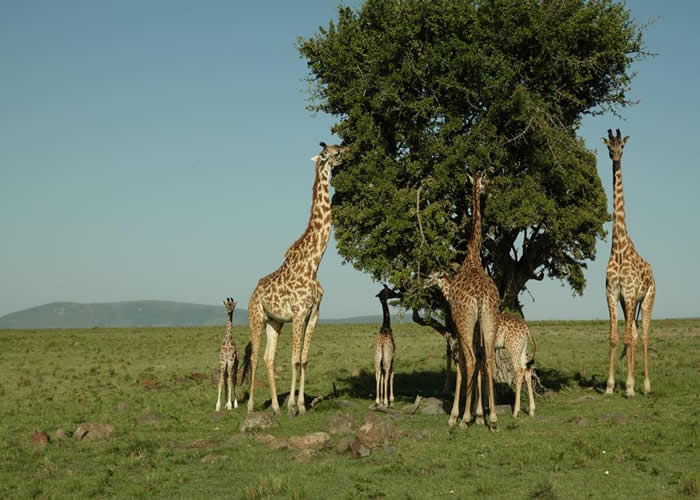 6 Days amazing Tanzania wildlife safari
