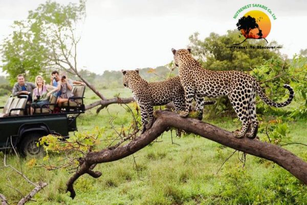 wildlife viewing safaris