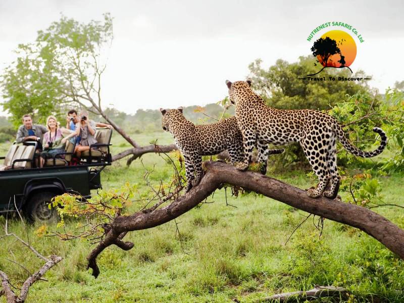 wildlife viewing safaris