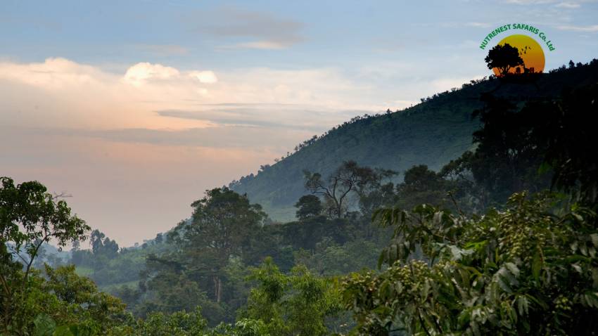 BWINDI IMPENETRABLE FOREST