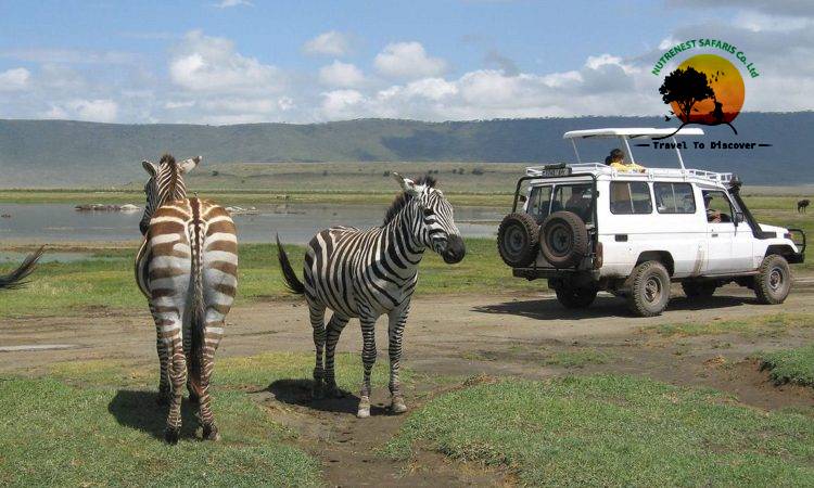 Ngorongoro conservation