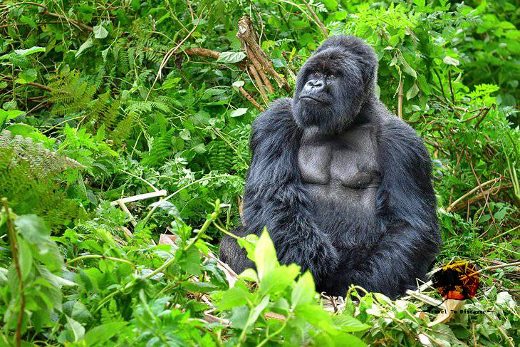top activities and things to do in Rwanda