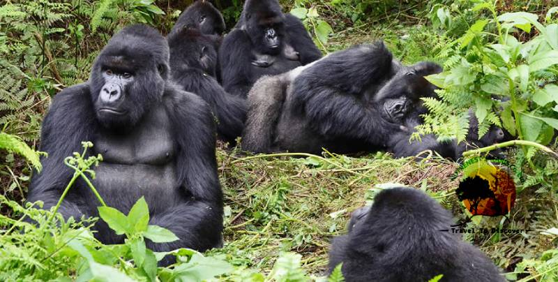Gorilla families habituated