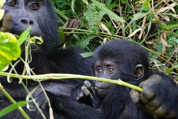 Gorilla-trekking-in-Bwindi-1024x1024