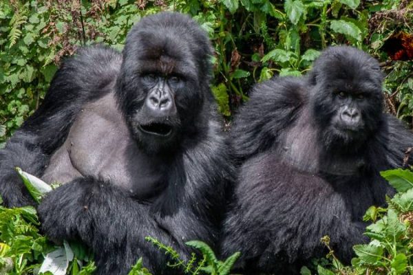 Mubare gorilla family