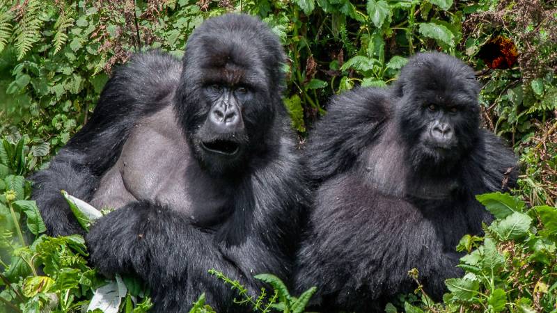 Mubare gorilla family