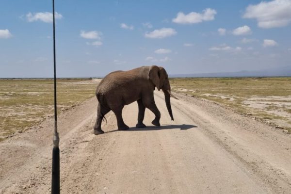 Elephant-crossing-1024x461