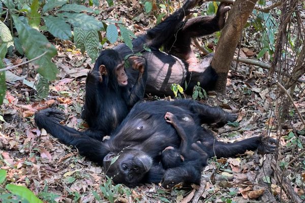 chimpanzee tracking