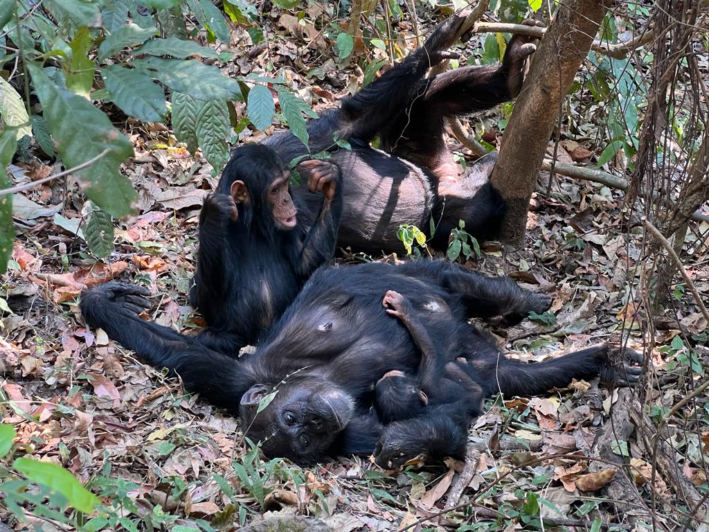 chimpanzee tracking