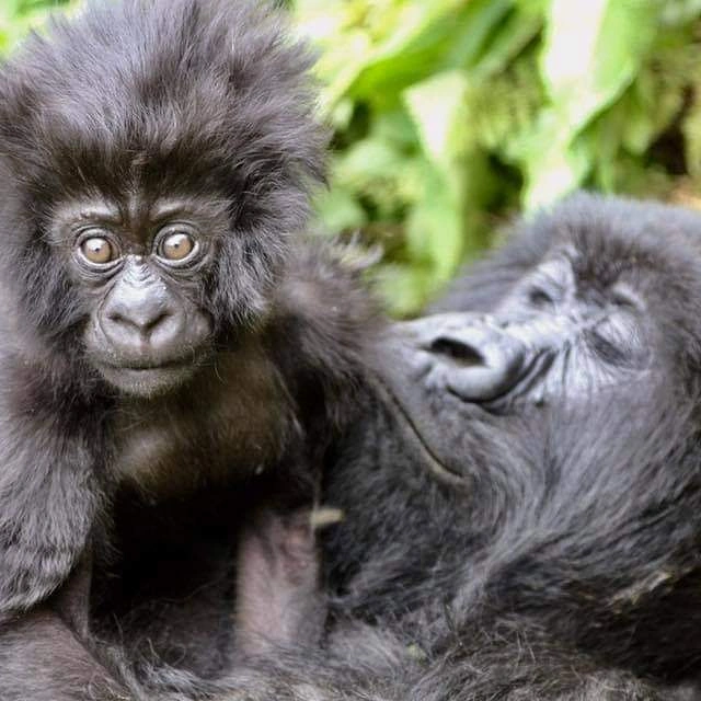 1 day gorilla trekking safari