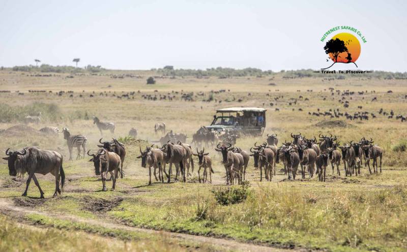 Masai Mara National Reserve