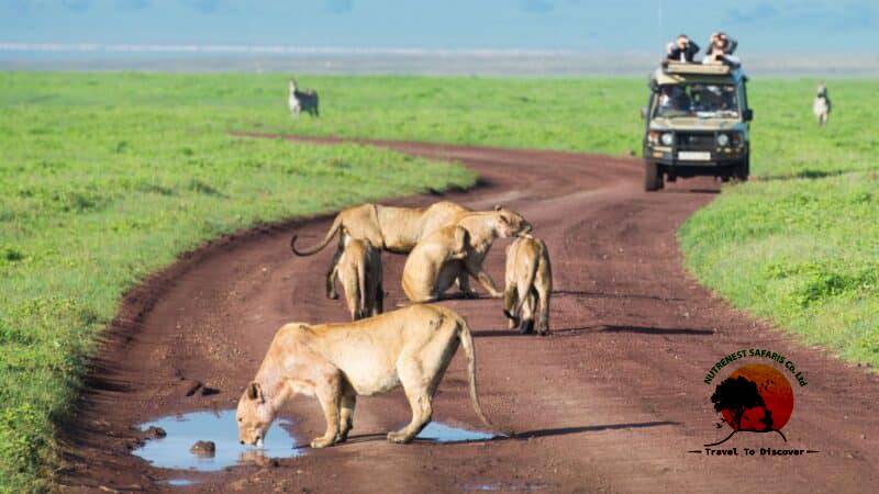 Tanzania Safari