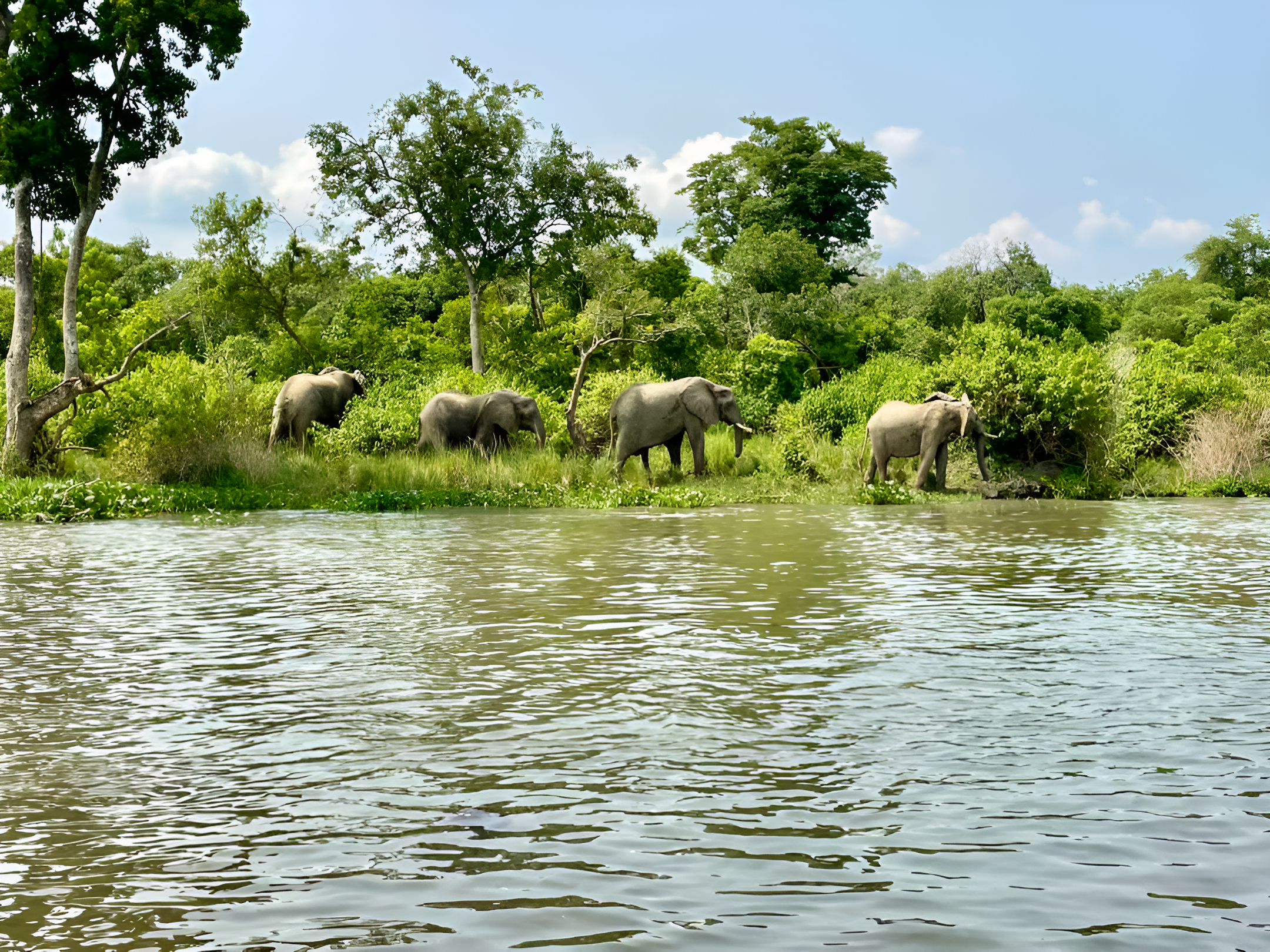 4 Days Selous Safari Game Drive