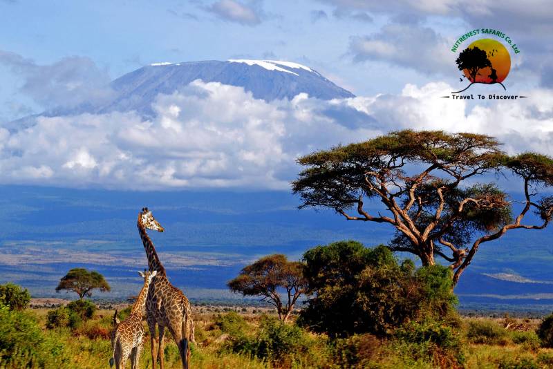 Tanzania Safaris