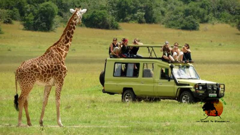 Tanzania Wildlife Safari