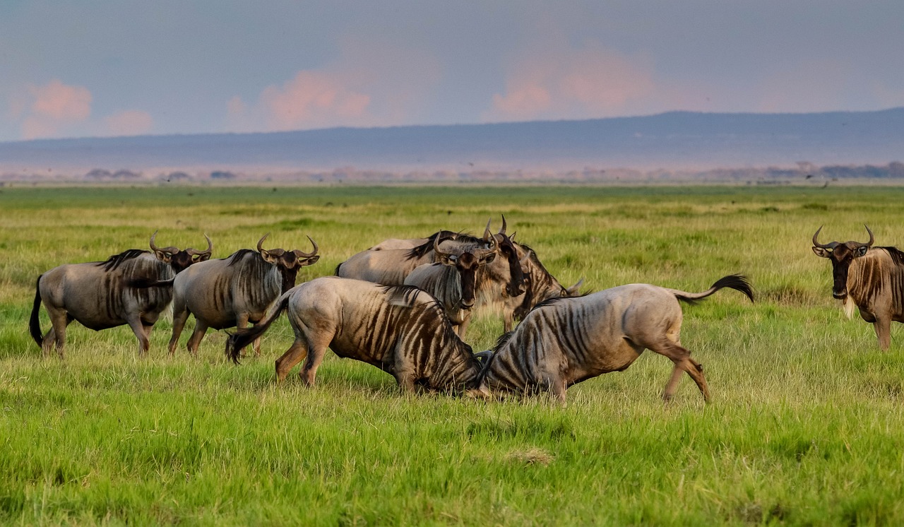 Tanzania safari to Serengeti National Park