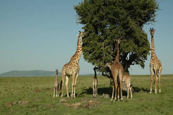 best-wildlife-safari-experienc
