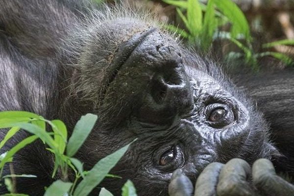 Best place for gorilla trekking in African