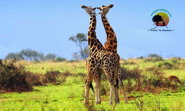 Best Uganda tours