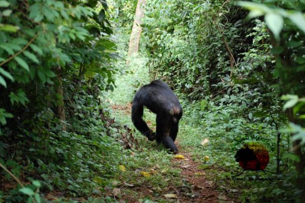 Gombe-National-Park