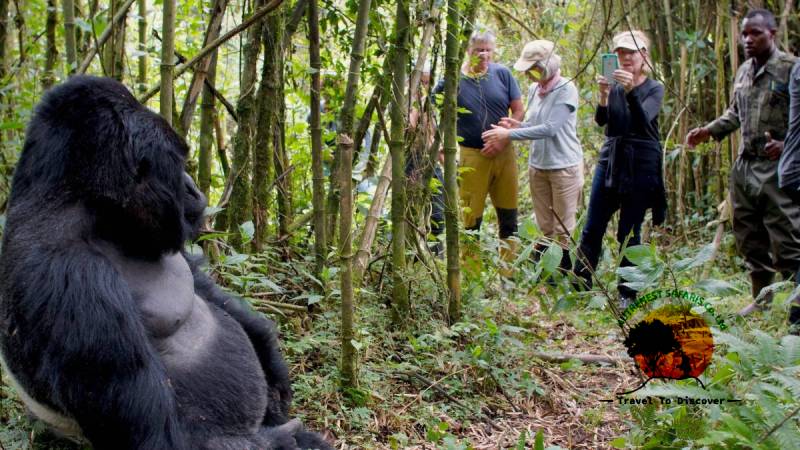 Gorilla Trekking Safari Rwanda