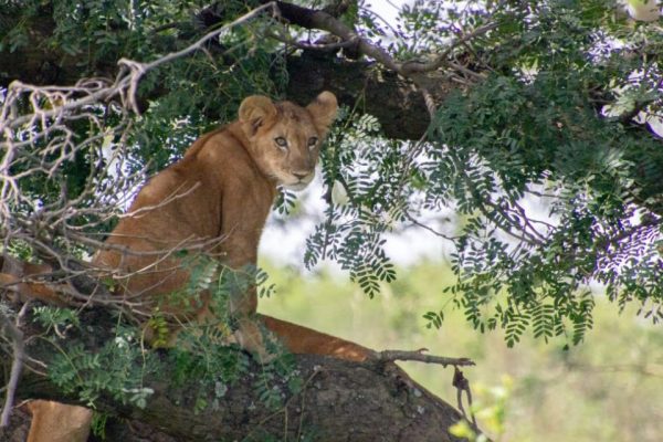 Lions-in-Queen-Elizabeth