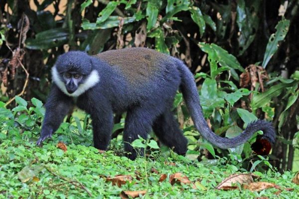 Rwanda-Primates