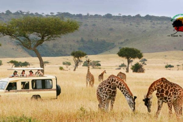 Tanzania-safari