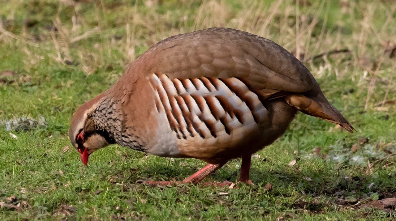 Udzungwa forest partridge