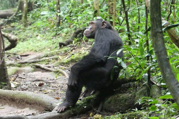 chimpanzee-tracking-experience