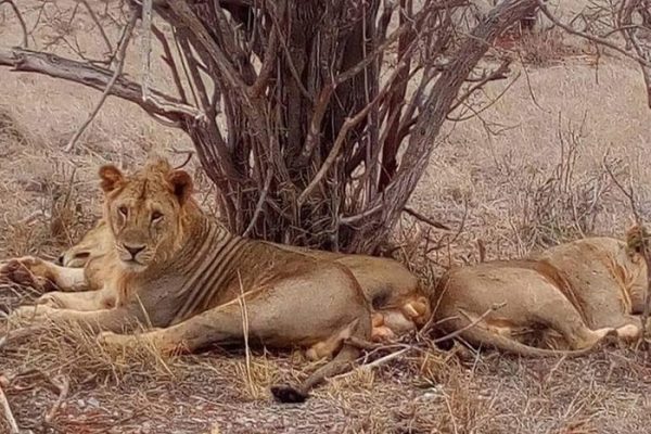 lions-in-tanzania