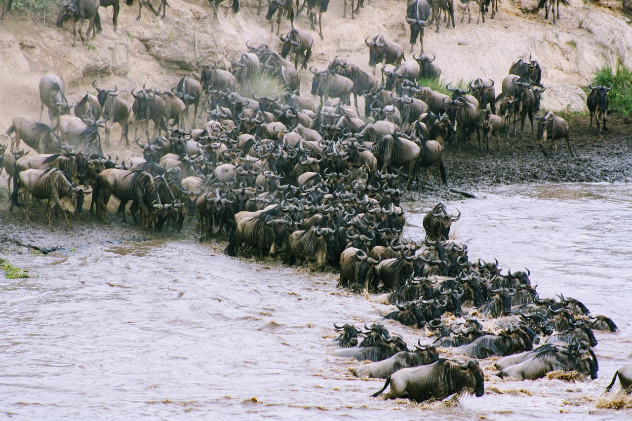 Wildebeest migration safari