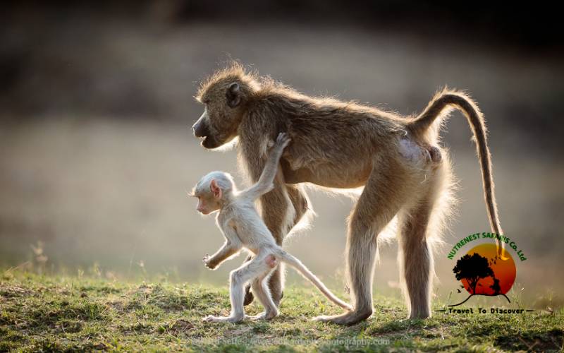 Albinism in Baboons