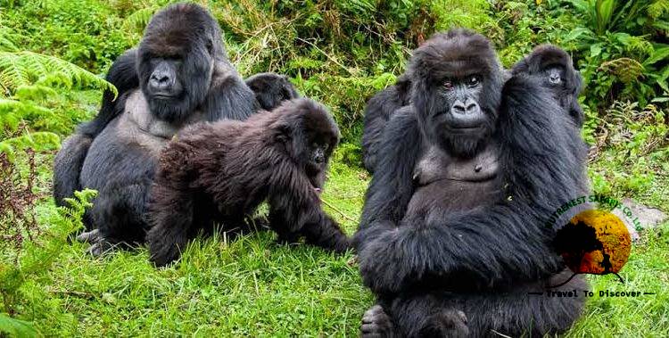 gorilla trekking Tour