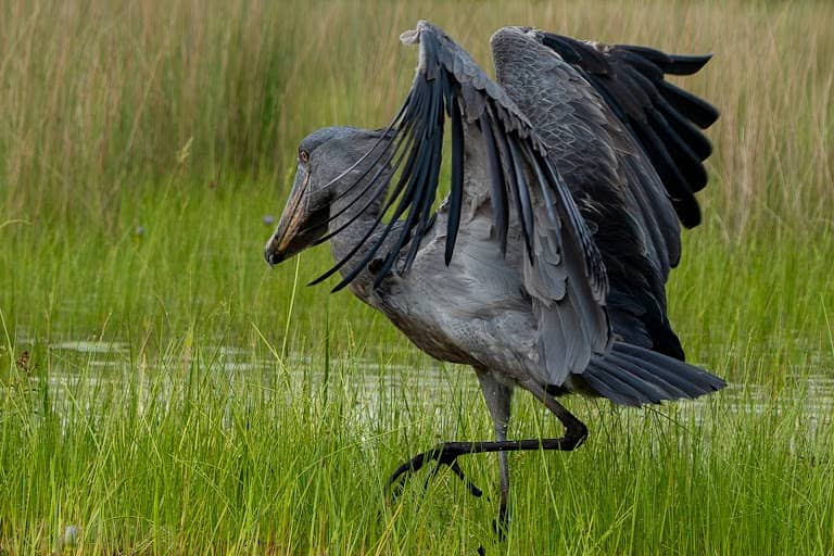 shoebill