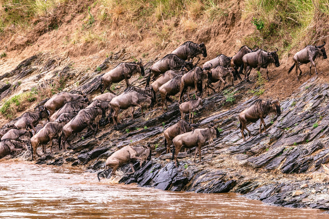 Maasai Mara