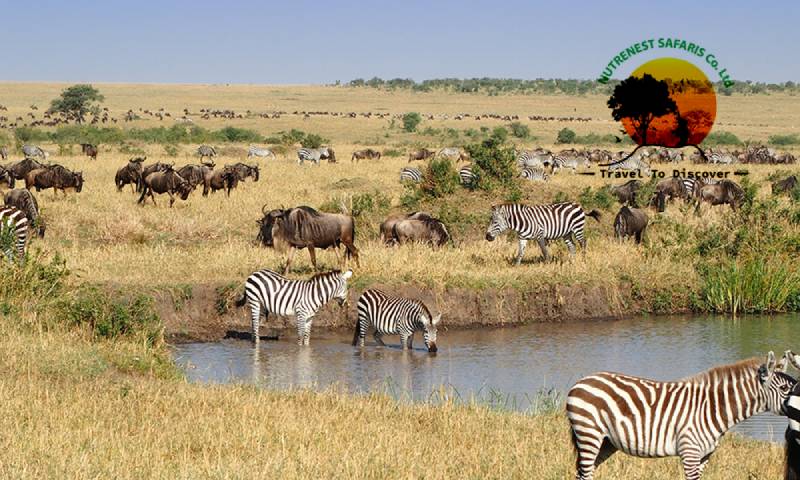 Masai Mara safaris