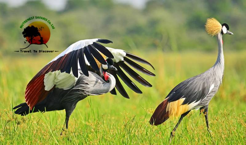 Bird Watching Safaris Uganda