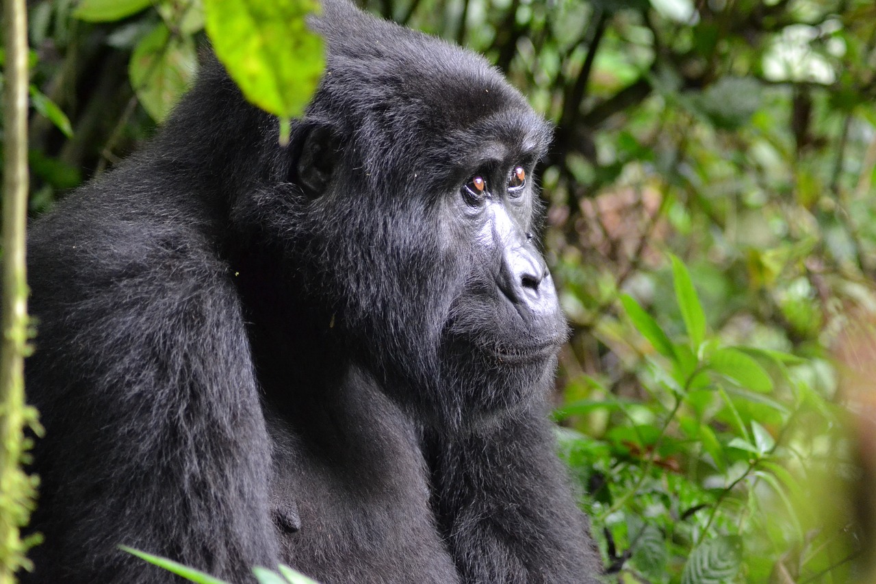 Gorilla Safaris in Uganda