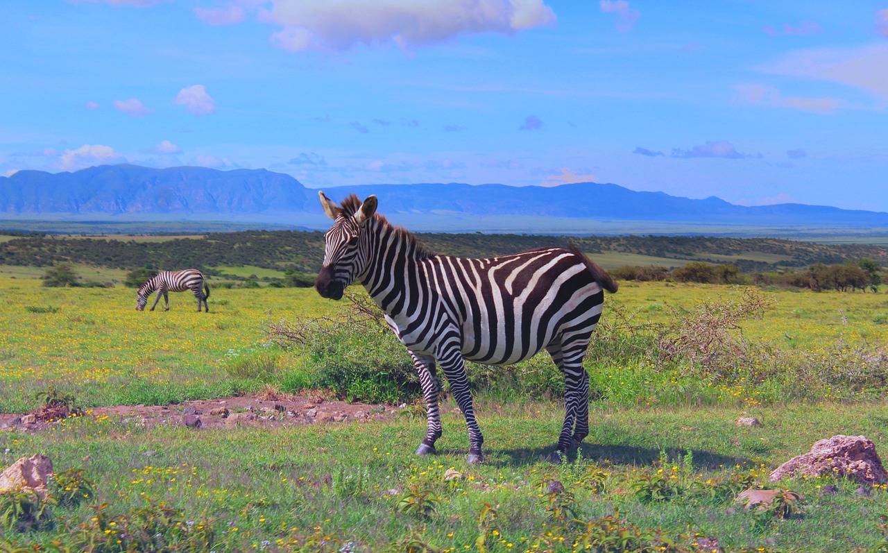 Ngorongoro Conservation