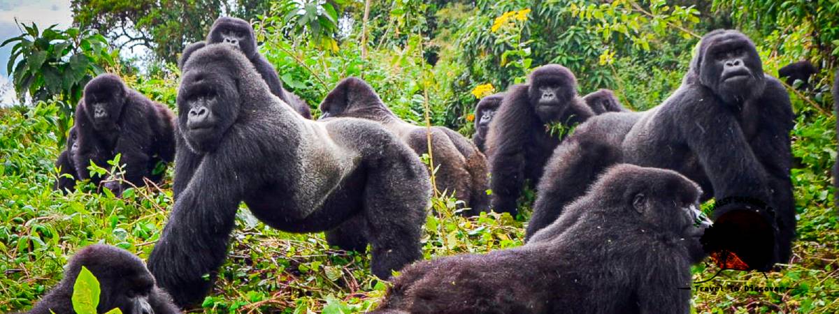 Gorilla Trekking Adventures